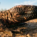 위고비 마운자로 비만 치료: 도마뱀 침의 비밀